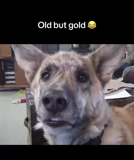 Man Eats Bacon and Steak, Feeds Cat Treats to Cat