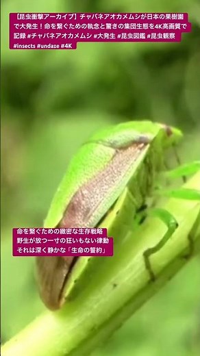 【昆虫衝撃アーカイブ】チャバネアオカメムシが日本の果樹園で大発生！命を繋ぐための執念と驚きの集団生態を4K高画質で記録 #チャバネアオカメムシ #大発生 #昆虫図鑑 #昆虫観察 #insects
