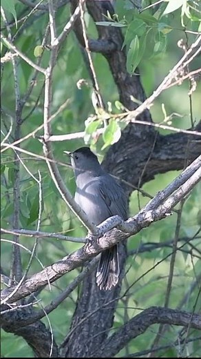 60 Seconds of CATBIRD Song!