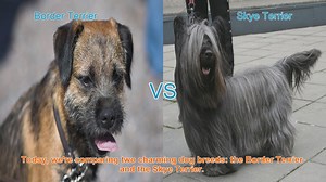 Border Terrier vs. Skye Terrier: A Comprehensive Comparison