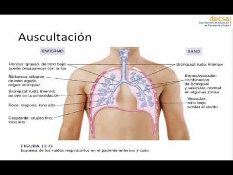 Pulmonary Physical Examination