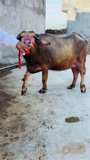 📞9872236960 #baffalo #farming