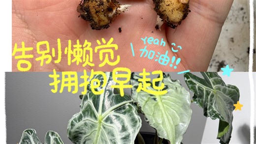 快来播种属于自己的毒液海芋吧太好看了