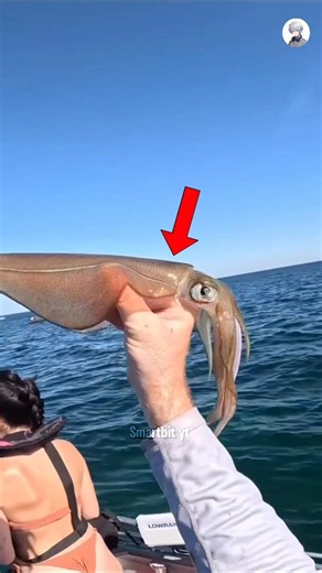 Why Does a Squid Release Black Ink? 🦑🖤 #facts #shorts
