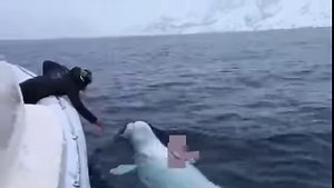 In Antarctica, a Beluga Whale playing fetch. Rugby ball thrown by South Africans. . . . . #IAmSouthAfrican #southafricaza #southafrican #antartica #beluga #belugawhale #sarugby #rugby #southafricanrugby #oceanlife | I am South African