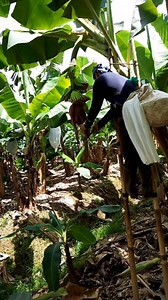 115K views · 418 reactions | The banana early bagging #tips #banana | Zacjian Vlog | Facebook