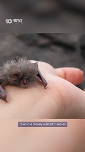 A man in his 50s has died from a rare bat disease in northern New South Wales. the first confirmed case of lyssavirus ever recorded in the state. 10’s Late News explains. | 10 News