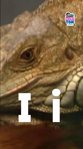 Learn the Spanish letter I with Lulu and Tom! 🦎