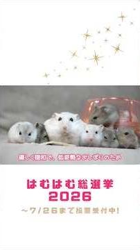 【54/93】ホワイトモカ｜推しハムを全力応援！はむはむ総選挙2026 #ハムスター #hamster #かわいい #癒し