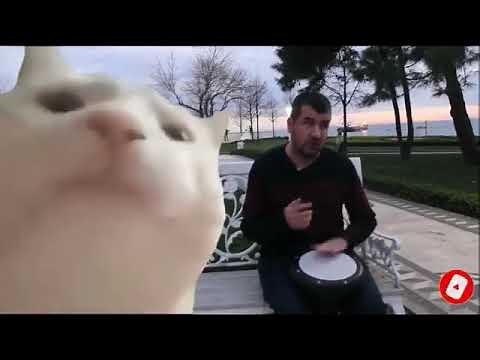 Cat vibing to levan Polkka - 1 Hour