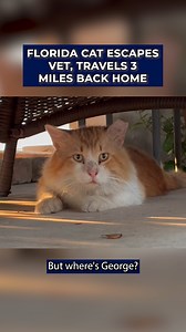 337K views · 10K reactions | FELINE FUGITIVE ️ What started as a routine vet visit turned into an epic journey for one Florida cat. READ MORE: bit.ly/4knF5nd | FOX 13 News - Tampa Bay | Facebook