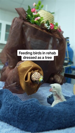 It’s important to foster wild behaviors while animals are in rehabilitation. And sometimes that means dressing as a tree and using a puppet to feed birds. At IFAW’s Beijing Raptor Rescue Center, the carers will dress in colors found in the wild to prevent the birds in rehabilitation from associating humans with food once they’re released back to the wild. Using a bird puppet mimics receiving food from the mother bird, preserving wild behavior as much as possible during their rehabilitation perio