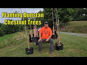 How to Grow Chestnut Trees -Dunstan Chestnuts Trees