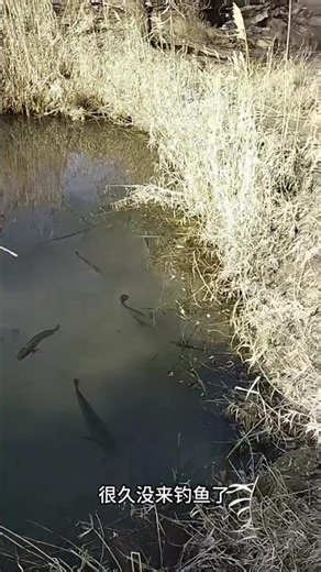 Whale of a Surprise: Black Fish School in Wild Pond Captures Anglers' Hearts