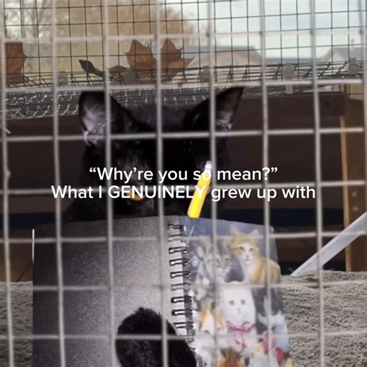 Sylvester the Cat: Six Years of Feline Fun