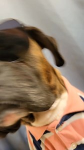 1.8K views · 61 reactions | I kissed it a 1000 times  | Princess Pudding Pop Herrington | Facebook