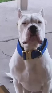 3.5K reactions · 84 shares | Gocho 3” wide luxurious dog collar, with a conveniently located control handle, and a quick-release gold buckle . . . . #petcolonyusa #dogoargentino #luxurydogcollars #dogaccessories | Pet Colony USA | Facebook