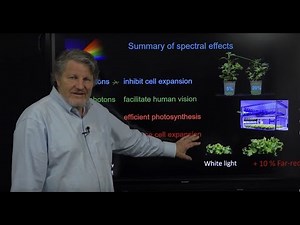 Toward an Optimal Spectral Quality for Plant Growth and Development