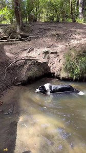 Dog Makes Strange, Bizarre Barking Noises