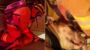 Firefighters pulled a dog from a burning apartment building in Koreatown and gave the pooch oxygen, water and some much needed comfort. abc7.la/1PIMsCq | ABC7