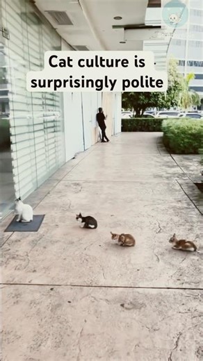 Cats politely queue up for food 🥰 #shorts #cat #catlovers