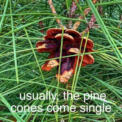 What’s Wrong With This Pine Tree? 🌲 #nature #shorts