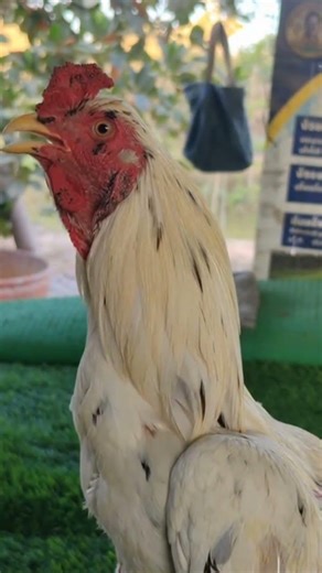 ayam jantan