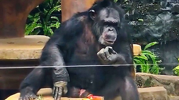 Visitors to a Chinese zoo are amazed to see a monkey smoking