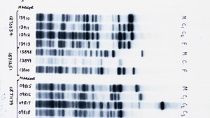 IQ rates are dropping in many developed countries and that doesn't bode well for humanity