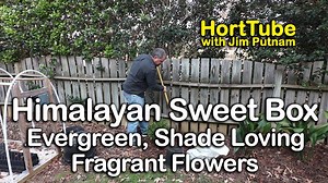 39 reactions | In this video I plant a Himalayan Sweet Box. Himalayan Sweet Box is a low growing evergreen shade loving shrub that as a bonus has very fragrant white flowers in the late winter. This is a great foundation plant in shady garden spaces. | HortTube | Facebook