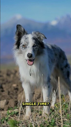 SHOCKING Toaster Secret | Everyday Mechanisms 2025