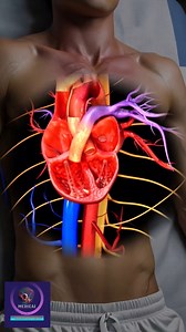 127K views · 820 reactions | Blood Circulation in By heart pumping #foryou #medical #animation | Medical Animation Media | Facebook
