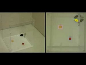 Novel object recognition with EthoVision XT