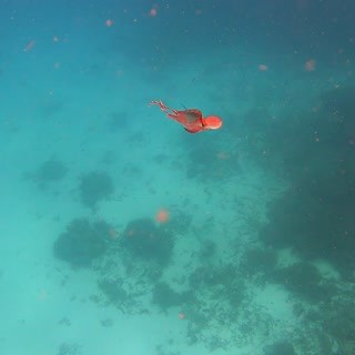 1.1M views · 26K reactions | #WATCH: A rare, rainbow-tinged octopus...