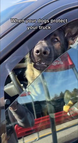 Best car alarm ever German shepherd edition