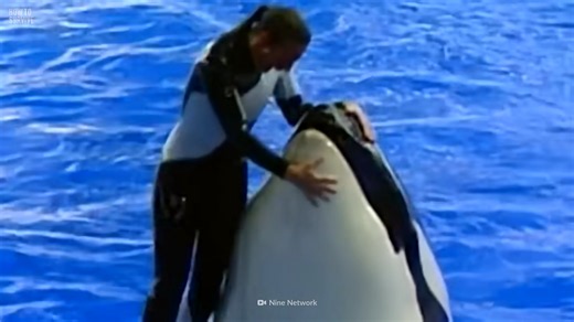 She spent 15 years training orcas - then a 12,000-pound killer whale pulled her under