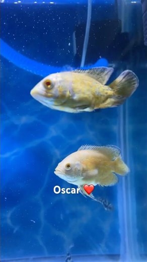 Cute Oscar Fish Behavior Caught on Camera | Amazing Fish Video. #oscarfish #cutefish #ytshorts