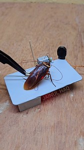 3.1M views · 10K reactions | Real cockroach in dc motor 1 stick bug trap #bugs #trap #electronics #funnyreels #cockroaches | Science & Engineering | Facebook