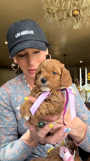 Toy cavapoo girl | Brittney's Doodles