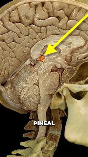 There's an Antenna in your Head #pinealgland #thirdeye #electromagnetism #pinealglandactivation