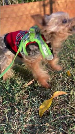 Get off my lawn or I'll gum you to death! - Murphy the toothless micro teacup Yorkie #stinkingcute