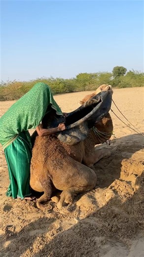 غضب الجمل وقطع زجاجة ماء الفتاة في الطقس البارد