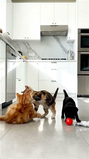 The Cutest Pet Ever! You’ll Fall in Love Instantly 😍