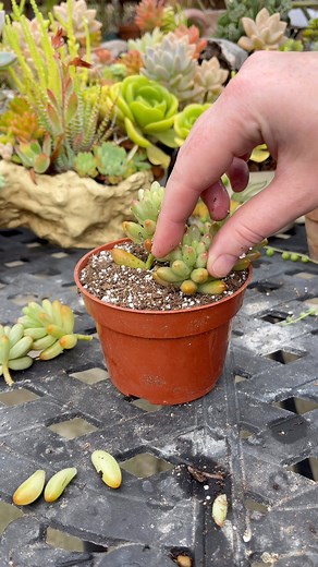 Let’s propagate some Sedum rubrotinctum ‘Aurora’ 🌱 | Unique Succulent Designs