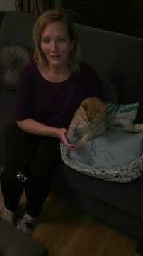 How to check blood glucose on a cat