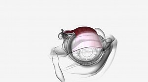 Function Levator Palpebrae Superioris Muscle Raise Upper Eyelid Maintain Upper
