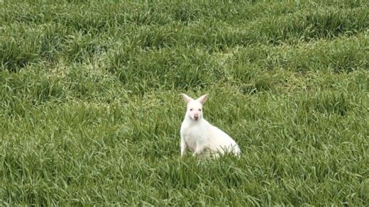 I 29 timer var en kænguru løs i Hillerød. Nu er det lykkedes at fange den