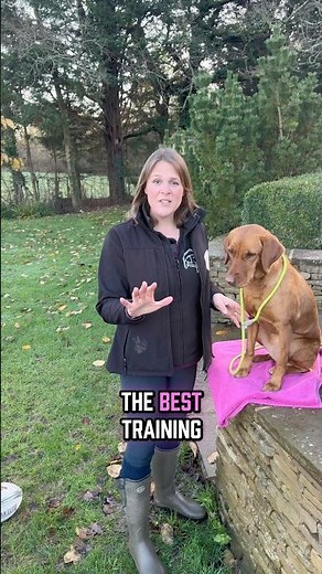 The best training for your Labrador may not be the same as every other dog.