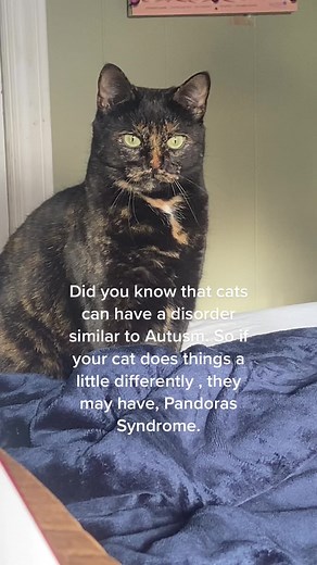 Signs of Autism in Cats: Understanding Pandoras Syndrome