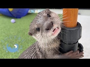 Otters Gave it a Standing Ovation!